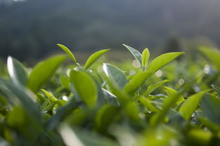 南京龙井茶叶品牌代理，探索与机遇