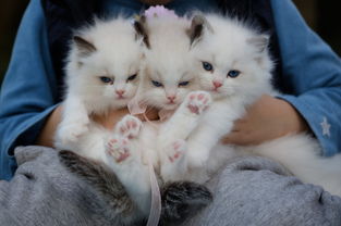 揭秘猫品牌电脑，萌态可掬的电脑，你的办公好伙伴！