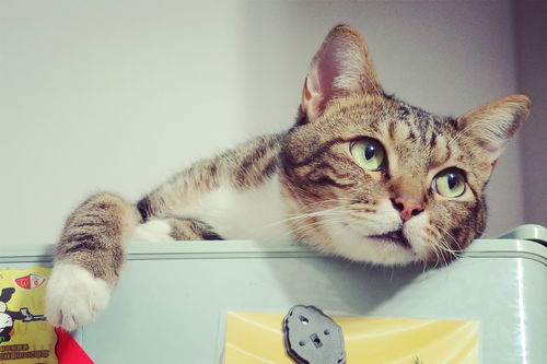 10元以内的猫玩具品牌推荐，性价比之选，让猫咪乐在其中