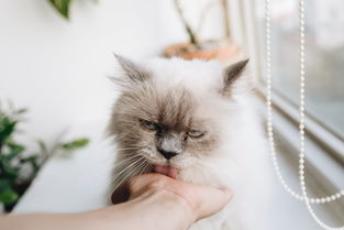 10元以内的猫玩具品牌推荐，性价比之选，让猫咪乐在其中