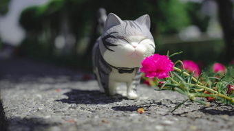 照顾猫的玩具有哪些品牌？来看这些品牌让你选得眼花缭乱