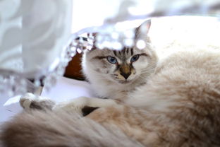 新加坡猫牙刷品牌大盘点，哪家牙刷让你的猫咪笑得更开心？