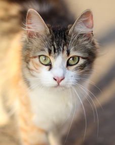 猫超尿不湿品牌金使用攻略