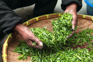 郑州书法茶社品牌大盘点，品味书法艺术，尽享茶香时光
