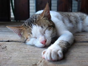 幼猫品牌沐浴露，守护猫咪健康的小秘密武器