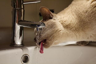 揭秘猫界水龙头控，揭秘猫喜欢水龙头品牌的神奇魅力！