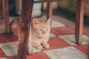 英国养猫族必备！盘点那些能净化空气的猫咪友好空气净化器品牌