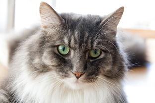 英国养猫族必备！盘点那些能净化空气的猫咪友好空气净化器品牌