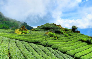 茶叶品牌大观园，带你了解中国茶的世界