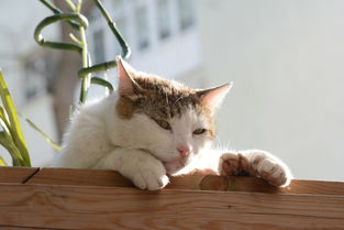 猫咪沐浴露品牌推荐，为爱猫的您精选优质产品